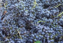 Domaine La Croix Chaptal