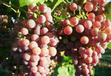 Domaine La Croix Chaptal
