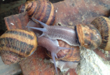 Les Escargots de Margaux