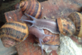 Les Escargots de Margaux
