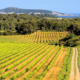 Les Vignobles Montagnac