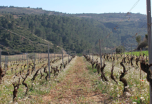 Domaine Vordy