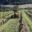 Domaine Vordy