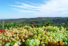 Domaine Vordy