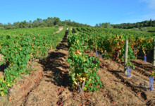 Domaine Vordy