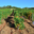 Domaine Vordy