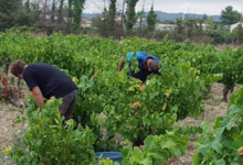 Domaine de Ravanès
