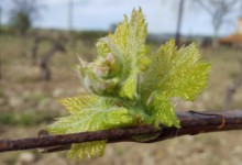 Domaine de Ravanès