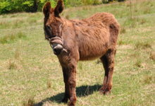 La Gigude