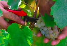 Domaine Geschickt - Vins d'Alsace