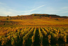  Vins d'Alsace Domaine Horcher
