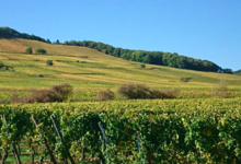  Vins d'Alsace Domaine Horcher