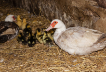 La Ferme des Caprices de Sidonie. Canard canette de Barbarie
