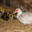 La Ferme des Caprices de Sidonie. Canard canette de Barbarie