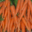 Le pig vert. carottes