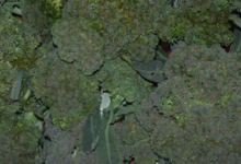 Le pig vert. brocolis