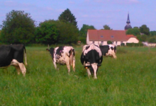  Yaourts De La Ferme "Les délices de Nathalie "