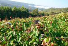 Champagne Bourgeois Diaz