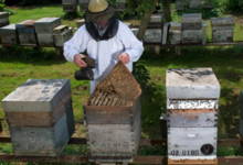 Les Ateliers De L'abeille