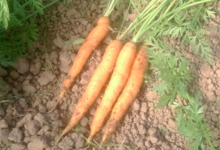 Ferme Des Vallees. carottes