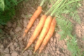 Ferme Des Vallees. carottes