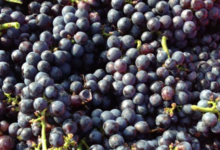 Champagne Thienot
