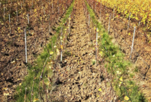 Champagne Piot-Sevillano