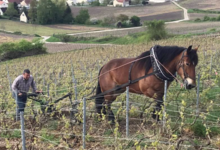 Champagne Piot-Sevillano