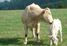 La Ferme De Choqueuse