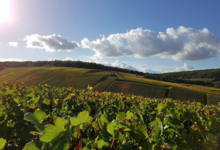Champagne Horiot, père et fils