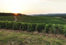 Champagne Lamoureux Vincent
