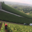 Champagne Lamoureux Vincent