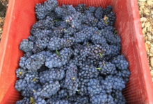 Champagne Lamoureux Vincent