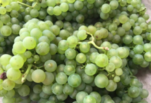 Champagne Lamoureux Vincent