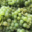 Champagne Lamoureux Vincent