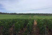 Champagne Lamoureux Vincent