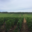 Champagne Lamoureux Vincent