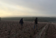 Champagne Lamoureux Vincent