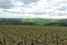 Champagne Lamoureux Vincent