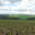 Champagne Lamoureux Vincent