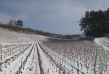 Champagne Lamoureux Vincent