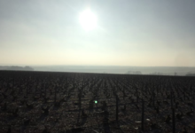 Champagne Lamoureux Vincent
