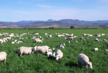 La ferme du GAEC de l'Herbe