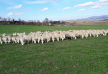 La ferme du GAEC de l'Herbe