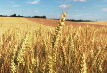 La ferme du GAEC de l'Herbe