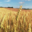 La ferme du GAEC de l'Herbe