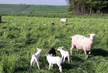 La ferme du GAEC de l'Herbe