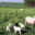 La ferme du GAEC de l'Herbe