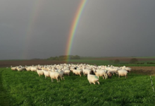 La ferme du GAEC de l'Herbe