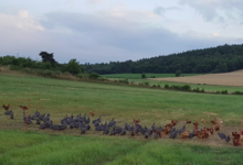 La ferme Aubijoux